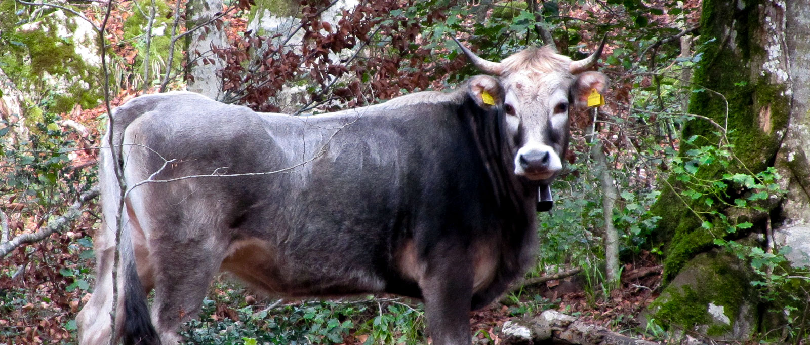 Kuh-Apulien-Wald