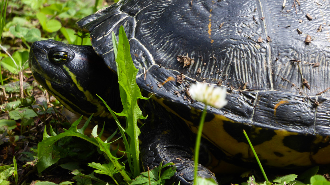 schildkroete-burkheim-rappennestgiessen-naturschutzgebiet-gelbwangenschildkroete