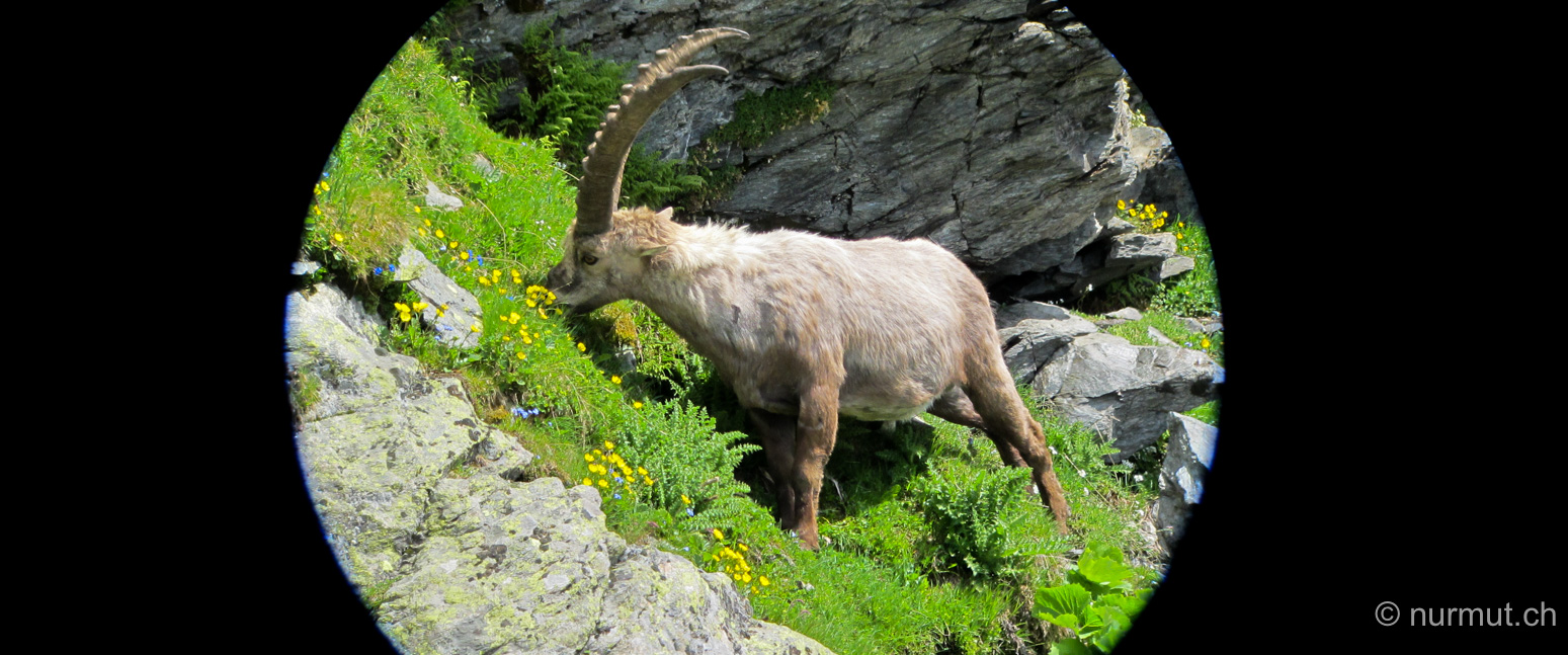 buendner-steinboecke-steinbock-graubuenden-pontresina