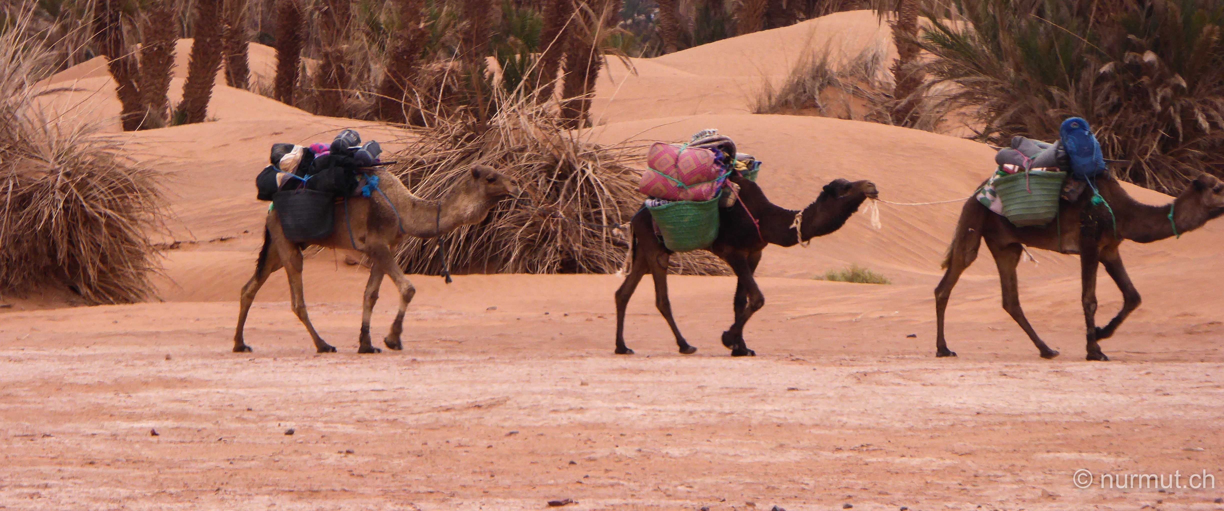 im winter in marokko-nurmut-mhamid-erg chegaga-dromedare-karawane