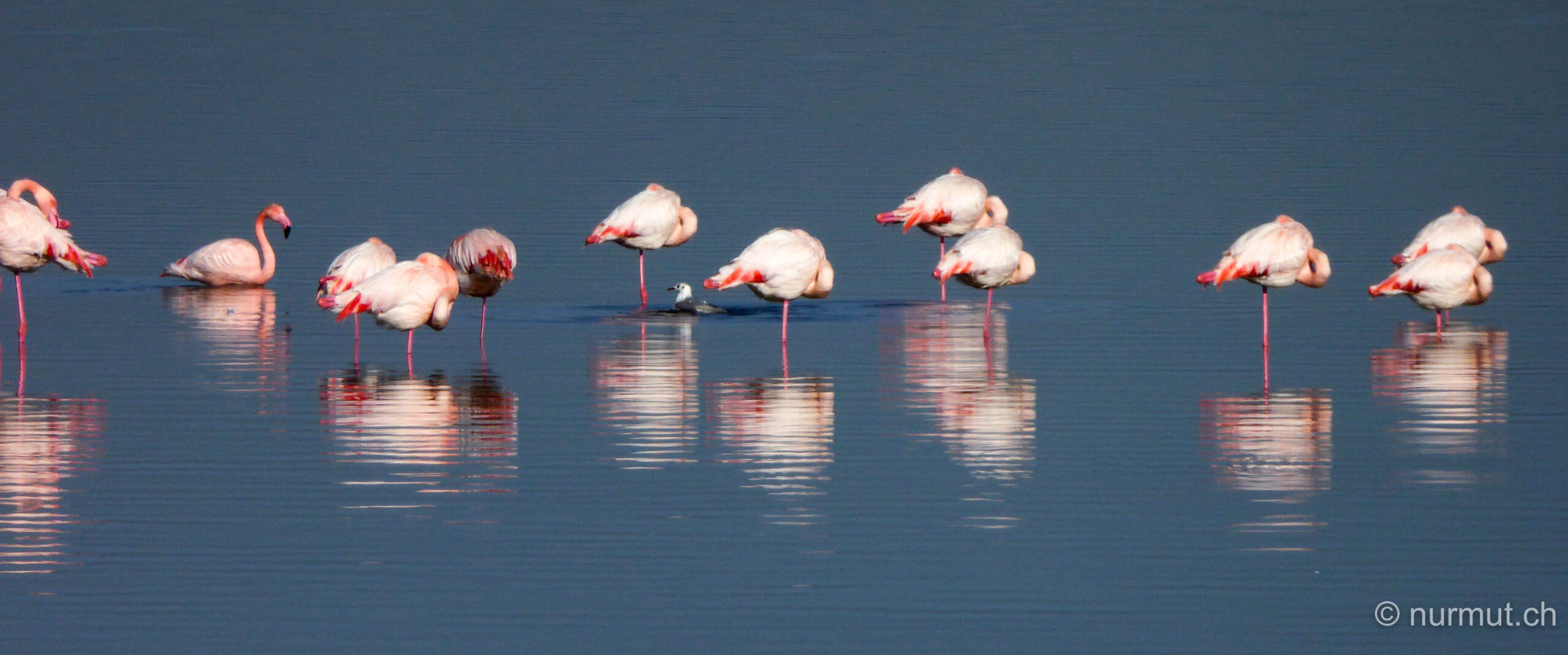 camargue-suedfrankreich-les-saintes-maries-de-la-mer-flamingos